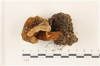 登錄號:F0037393藏品圖，第1張
