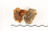 登錄號:F0037393藏品圖，第3張