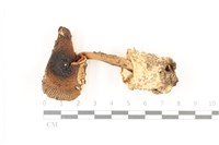 登錄號:F0037395藏品圖，第1張