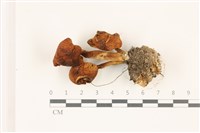 登錄號:F0037398藏品圖，第1張