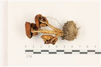 登錄號:F0037398藏品圖，第3張