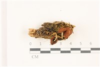 登錄號:F0037399藏品圖，第1張