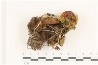登錄號:F0037401藏品圖，第1張