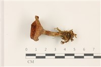 登錄號:F0037402藏品圖，第1張