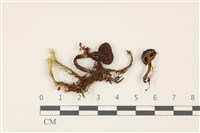 登錄號:F0037403藏品圖，第1張