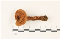 登錄號:F0037404藏品圖，第1張