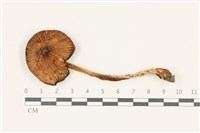 登錄號:F0037405藏品圖，第1張