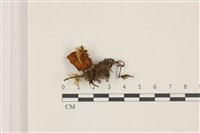 登錄號:F0037407藏品圖，第1張