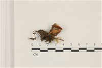 登錄號:F0037407藏品圖，第3張