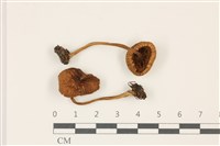 登錄號:F0037408藏品圖，第1張