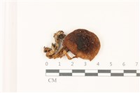 登錄號:F0037411藏品圖，第1張