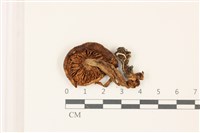 登錄號:F0037411藏品圖，第3張