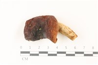 登錄號:F0037412藏品圖，第1張