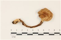 登錄號:F0037415藏品圖，第1張