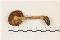 登錄號:F0037416藏品圖，第3張