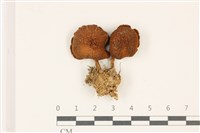 登錄號:F0037417藏品圖，第1張
