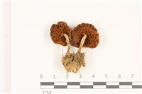 登錄號:F0037417藏品圖，第3張