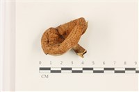 登錄號:F0037418藏品圖，第1張
