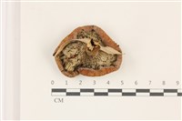 登錄號:F0037418藏品圖，第3張
