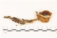 登錄號:F0037419藏品圖，第1張