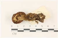 登錄號:F0037420藏品圖，第3張