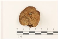 登錄號:F0037422藏品圖，第1張