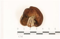 登錄號:F0037422藏品圖，第3張