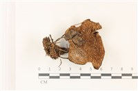 登錄號:F0037423藏品圖，第1張