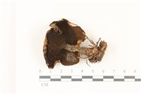登錄號:F0037423藏品圖，第3張