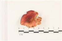登錄號:F0037427藏品圖，第1張