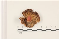 登錄號:F0037427藏品圖，第3張