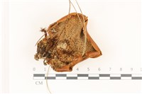登錄號:F0037428藏品圖，第3張
