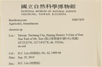 鵝膏屬藏品圖，第2張