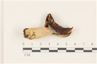 登錄號:F0037431藏品圖，第1張