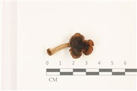 登錄號:F0037433藏品圖，第1張