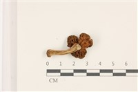 登錄號:F0037433藏品圖，第3張