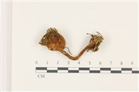 登錄號:F0037434藏品圖，第1張