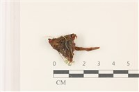 登錄號:F0037435藏品圖，第1張