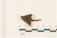 登錄號:F0037435藏品圖，第3張