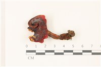 登錄號:F0037436藏品圖，第1張