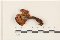 登錄號:F0037436藏品圖，第3張