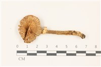 登錄號:F0037437藏品圖，第1張