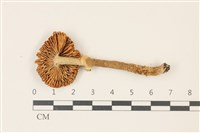 登錄號:F0037437藏品圖，第3張