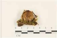 登錄號:F0037438藏品圖，第1張