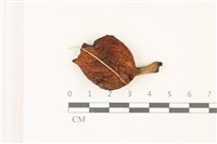 登錄號:F0037439藏品圖，第1張