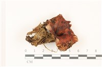 登錄號:F0037441藏品圖，第1張