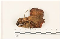 登錄號:F0037441藏品圖，第3張