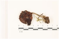 登錄號:F0037443藏品圖，第1張
