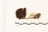 登錄號:F0037443藏品圖，第3張