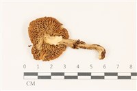 登錄號:F0037444藏品圖，第3張
